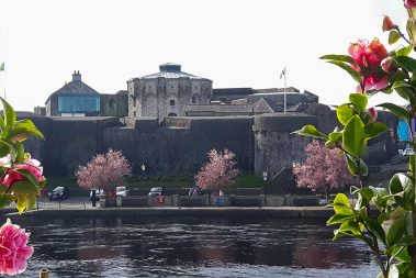 A beautiful shot of Athlone Castle standing on the banks of the River Shannon with the cherry blossom trees in full bloom and some lovely pink flowers in the foreground.