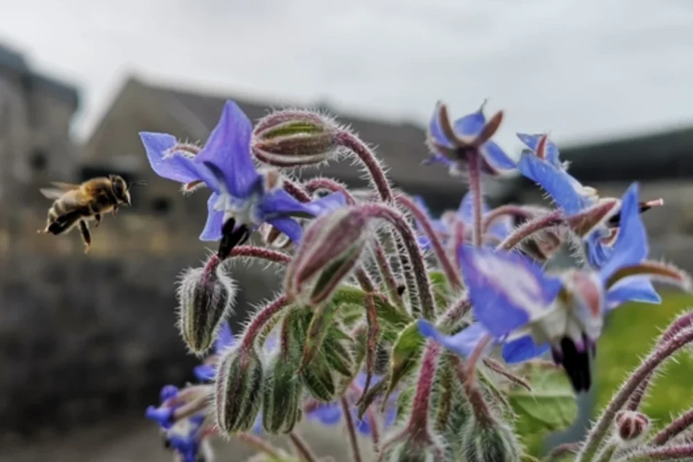 Borage And Honey Bee