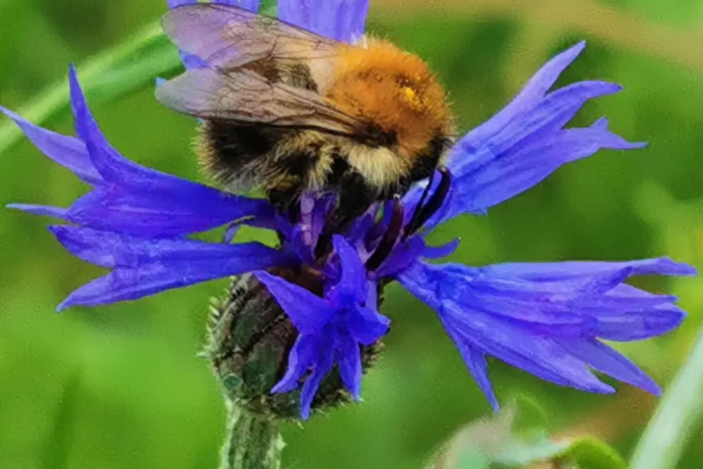 Bumblebee And Cornflower At Athlone Castle Meadow