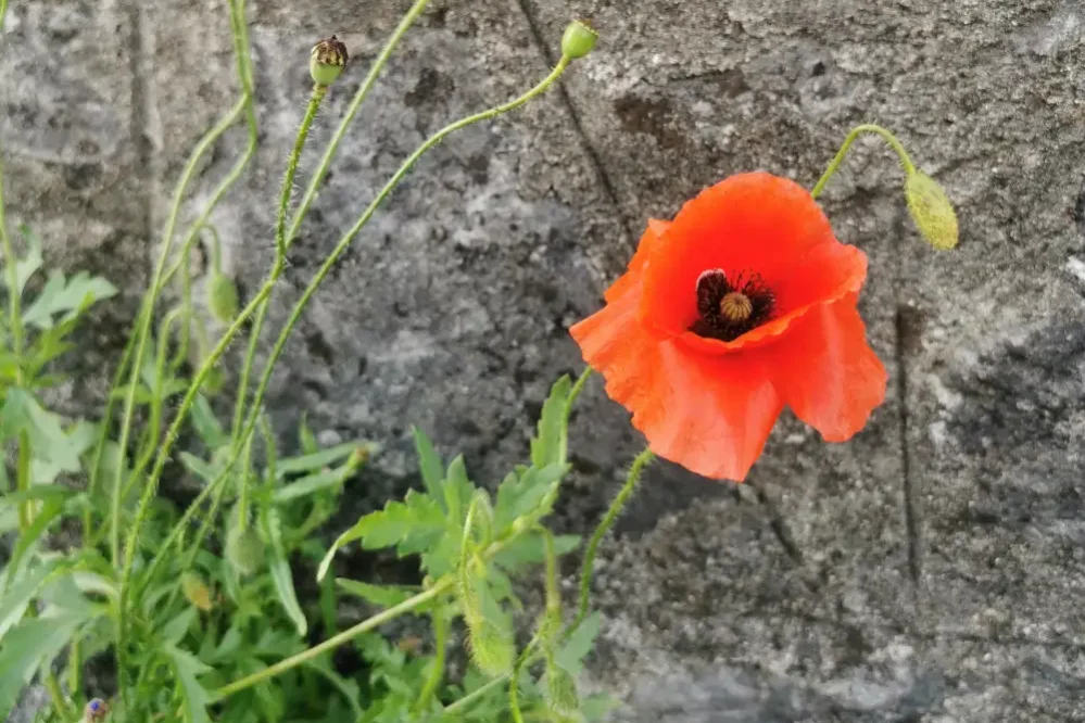 Common Poppies At Athlone Castle Meadow