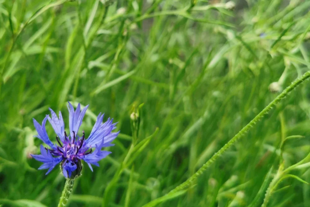 Cornflower At Athlone Castle Meadow
