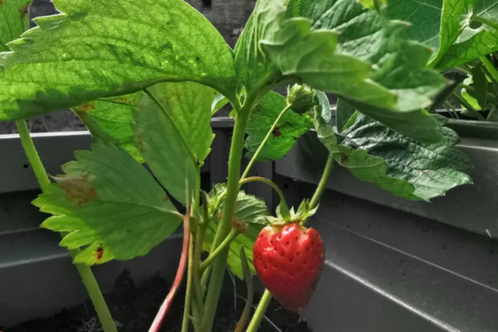 Garden Strawberry