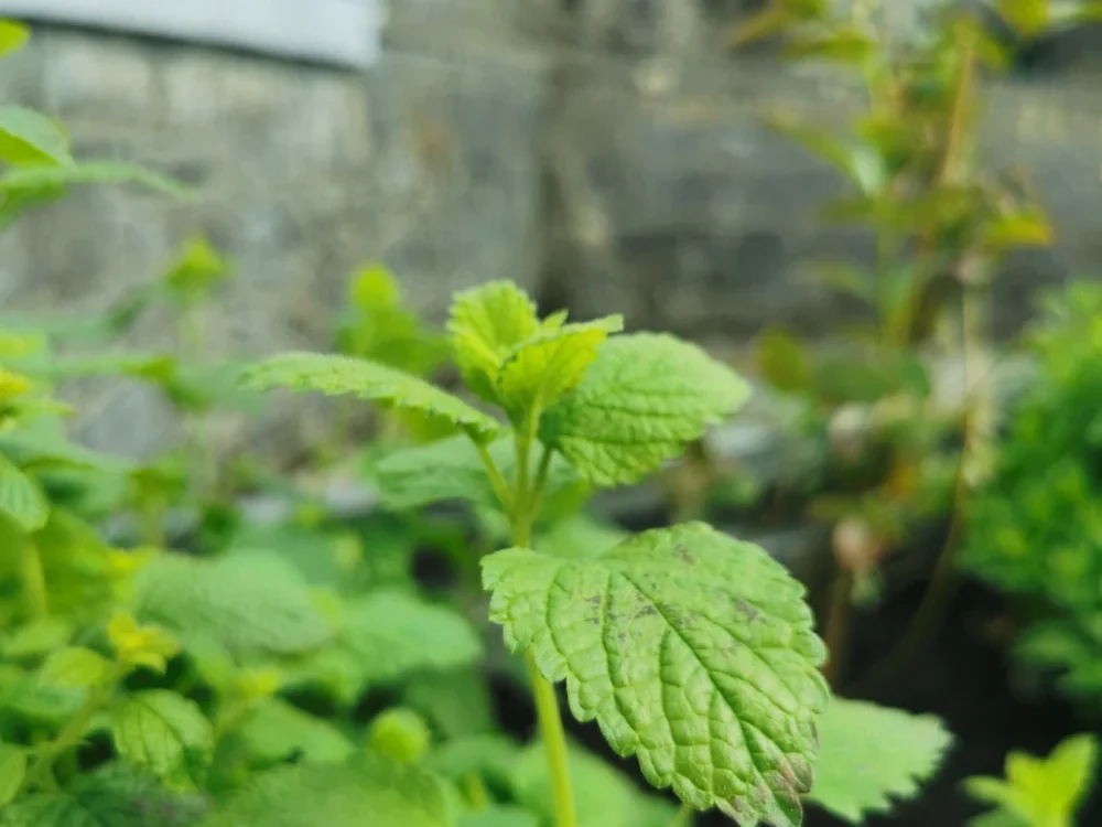 Lemon Balm