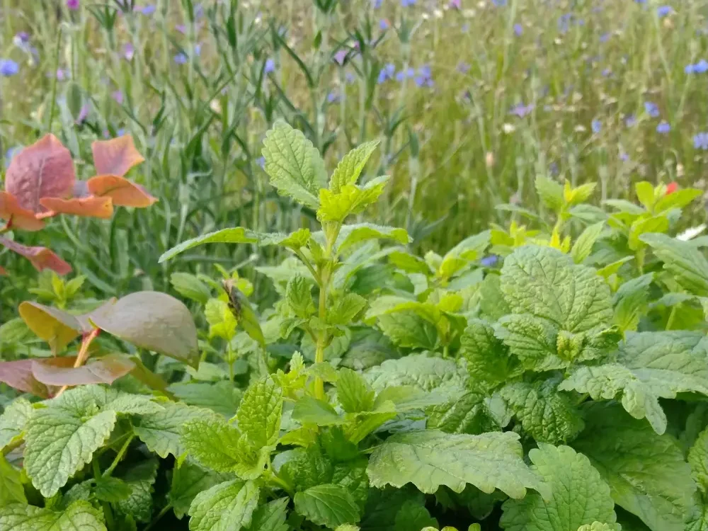 Lemon Balm