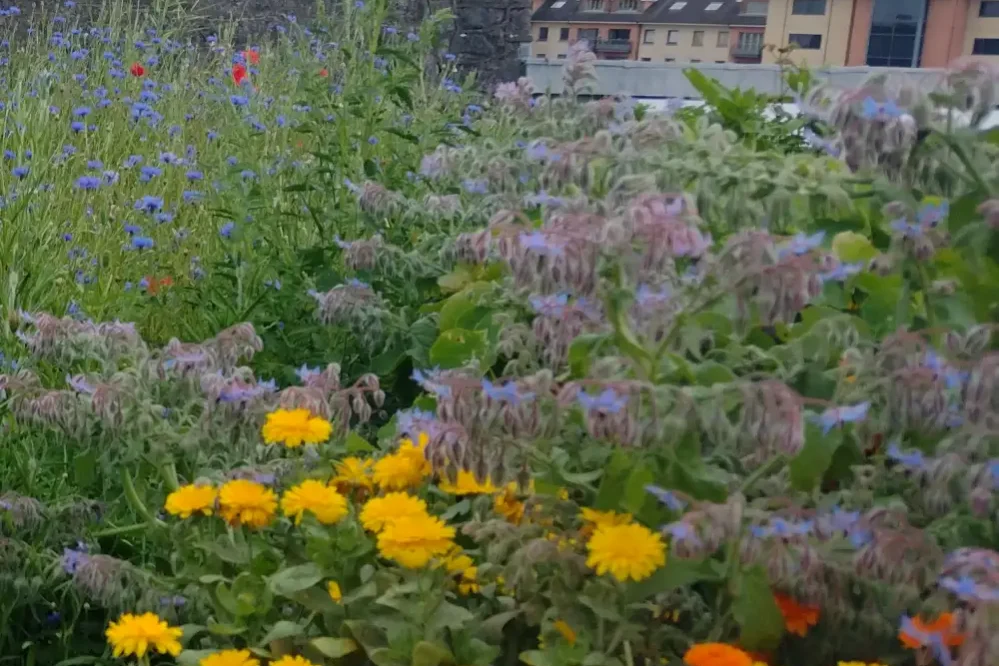 Meadow Borage Marigold Corner