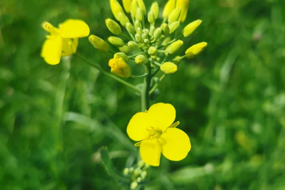 Rapeseed At Athlone Castle Meadow