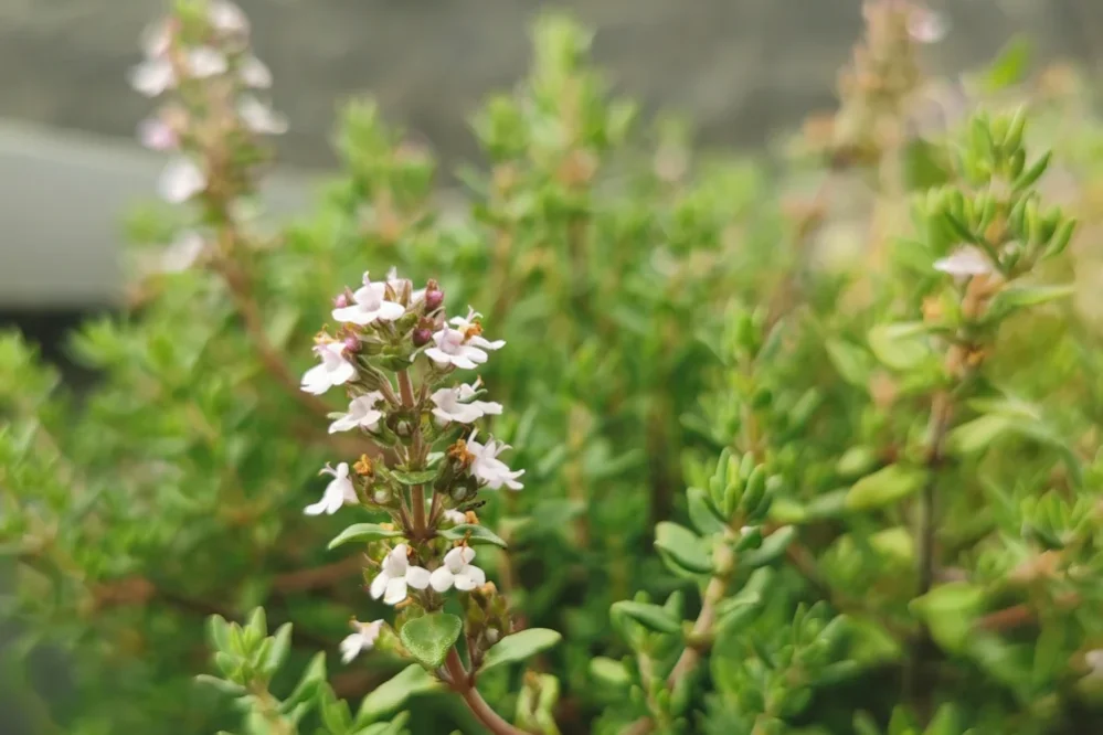 Thyme