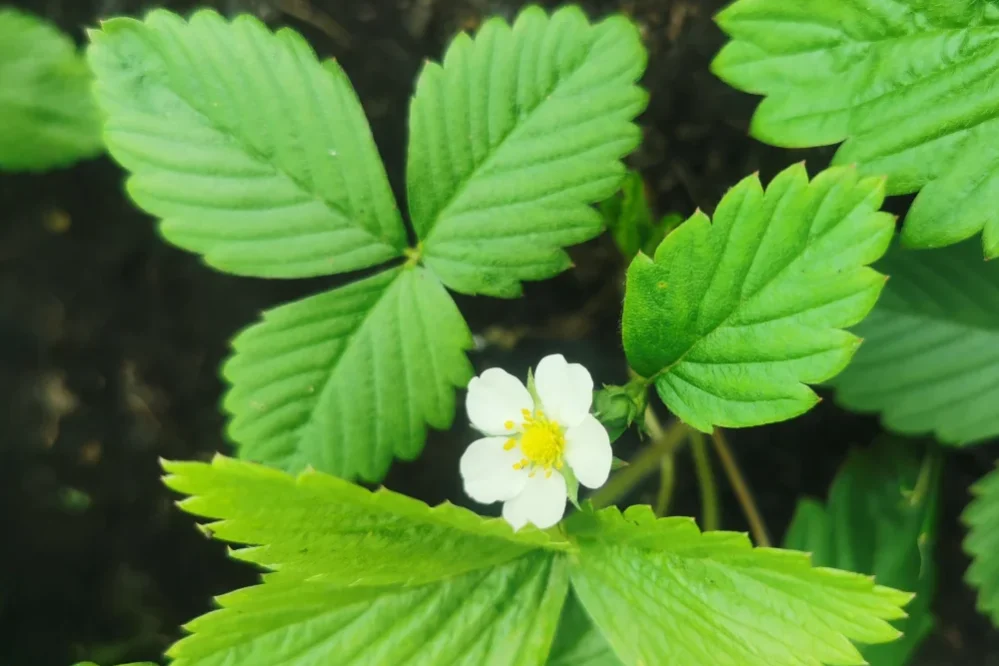 Wild Strawberry